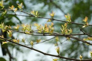 árbol rama en el primavera estación. foto