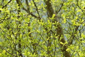 Fresh green leaf in the rains season. photo