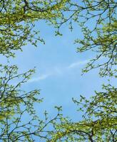 árbol rama en el primavera estación. foto