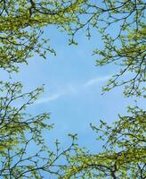 tree branch in the spring season. photo