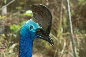 Closeup of Cassowary photo