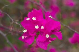 oscuro rosado de buganvillas flor. foto