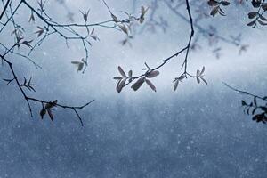 Abstract tree branch in the rains. photo