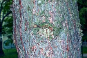 Background and texture of black pine bark or in Latin Pinus nigra photo