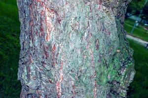 Background and texture of black pine bark or in Latin Pinus nigra photo