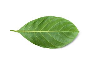 Jackfruit leaves on white background. photo