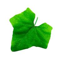 Green ivy leaf photo