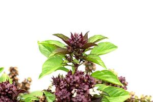 Close up Sweet basil flower. photo