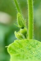 The fruit of the pumpkin are growing. photo