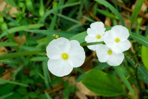 White flower of Echinodosus cordifolius. photo