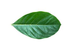 Jackfruit leaves on white background. photo