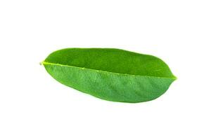 Soursop, Prickly Custard Apple leaves. photo