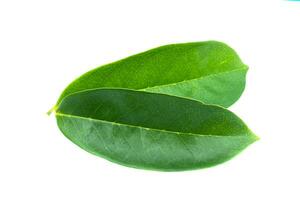 Soursop, Prickly Custard Apple leaves. photo