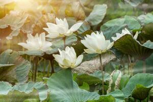 Beautiful white lotus flower in the morning with mist. photo