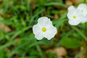 blanco flor de equinodoso cordifolius. foto