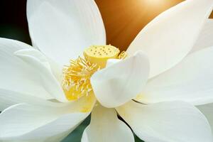 hermosa blanco loto flor con luz de sol. foto