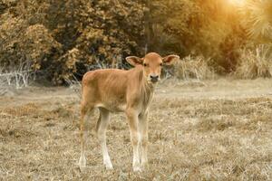 Cows are looking to shoot in the autumn color. photo