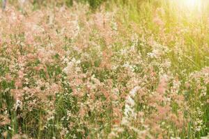 Pink flower grass in the nature. photo