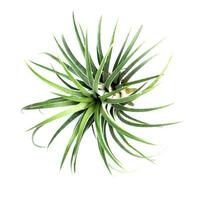 verde Tillandsia. aire planta con científico nombre tillandsia foto