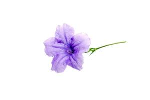 Purple flower blooming on the white background. photo