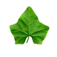 Green ivy leaf photo