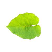 Green leaf on white background. photo