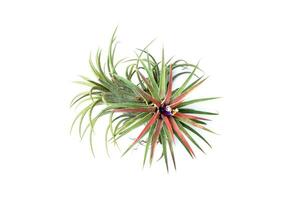 Green Tillandsia. air plant photo