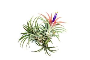 Green Tillandsia. air plant photo