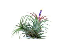 verde Tillandsia. aire planta foto