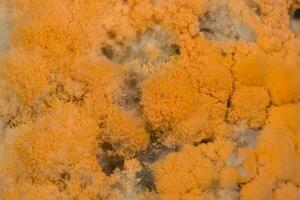 Close up of fungus on rice photo