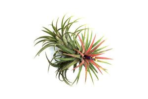 verde Tillandsia. aire planta foto