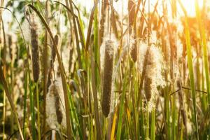 Typha angustifolia seeds on tree. photo