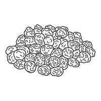 Hand drawn Kids drawing vector Illustration tiger nuts in a cartoon style Isolated on White Background