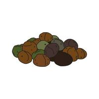 Kids drawing vector Illustration macadamia nuts in a cartoon style Isolated on White Background