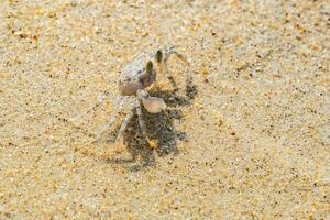 pequeño fantasma cangrejo sentado en el arena en el Oceano apuntalar foto