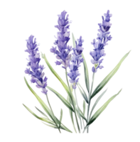 AI generated watercolor lavender flowers, isolated png