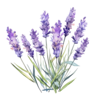 ai gerado aguarela lavanda flores, isolado png