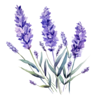 ai genererad vattenfärg lavendel- blommor, isolerat png