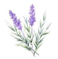 AI generated watercolor purple lavender with leaves, isolated png