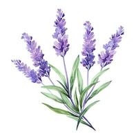 AI generated watercolor purple lavender with leaves, isolated photo