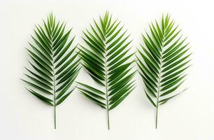 AI generated three leaves of green palm trees in a white background, photo