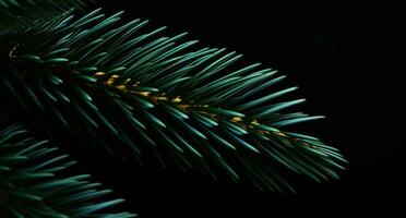 ai generado suizo abeto Navidad árbol aislado en oscuro antecedentes Navidad árbol foto