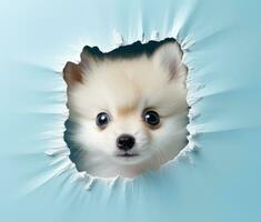 AI generated pomeranian puppy peeking out of hole, photo