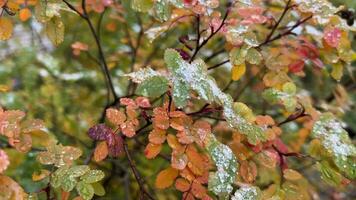 nieve espolvoreado otoño hojas en enérgico día video