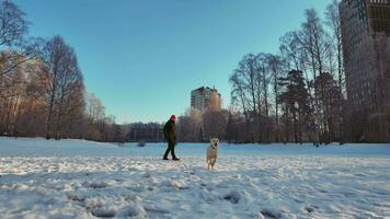 winter wandelen persoon met hond in besneeuwd park video