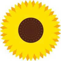 Sunflower flower, illustration, vector on white background