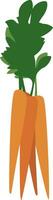 Three carrots, illustration, vector on white background