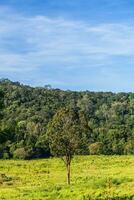 Grassland Green meadow and mountains Khao Yai National Park. photo