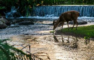 A female deer in the forest photo