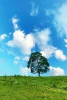 A single tree stood in the middle of a field with the sky in the background. photo